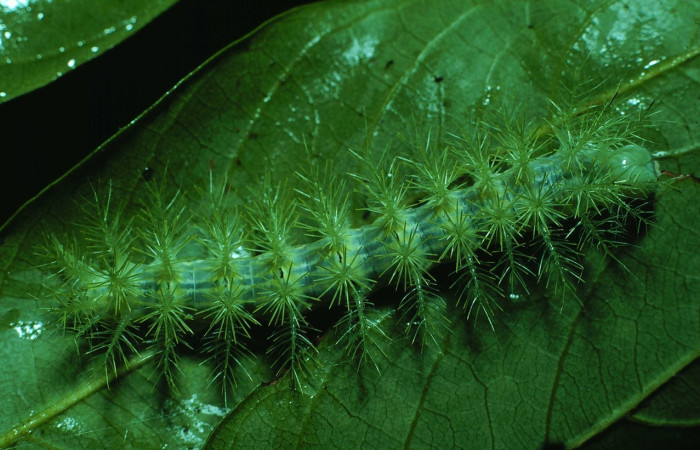 Fig. 4 Larva <i>Automeris zurobara</i> (Saturnidae), vista dorsal. Bosque Húmedo, Sector Santa Rosa, 675m. 84-SRNP-648-DHJ7502.jpg