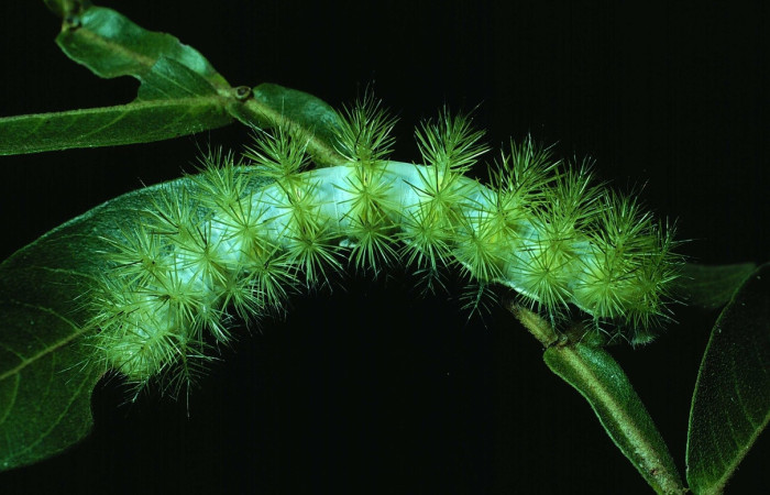 Fig. 5 Larva <i>Automeris zurobara</i> (Saturnidae), vista dorsal. Bosque Húmedo, Sector Santa Rosa, 675m. 84-SRNP-648-DHJ7540.jpg