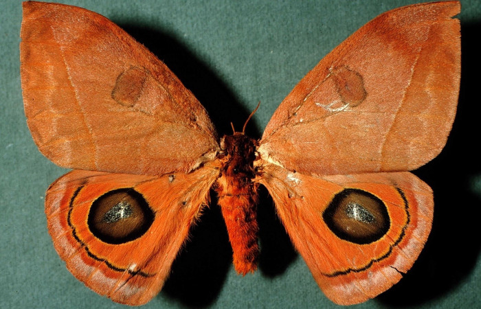 Fig. 8 Adulto <i>Automeris zurobara</i> (Saturnidae), vista dorsal, hembra. INBioCRI002797965