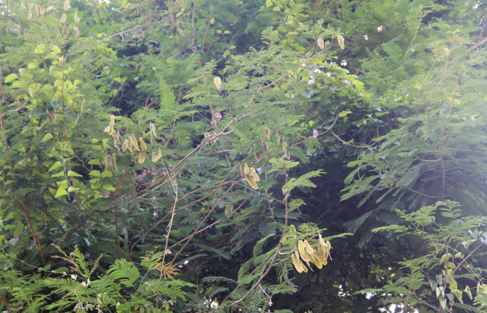 En (Fig. 9) Podemos observar planta <i>Senegalia tenuifolia</i> (Fabaceae) hospedera de larva <i>Automeris zurobara</i> (Saturnidae).