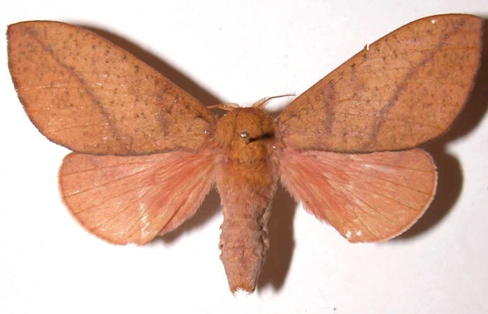 Fg.1. Adulto vista dorsal de la hembra <i>Adeloneivaia isara</i> (Saturnidae). Luces Sector Santa Rosa, 300 m. 02-SRNP-35234-DHJ37132.