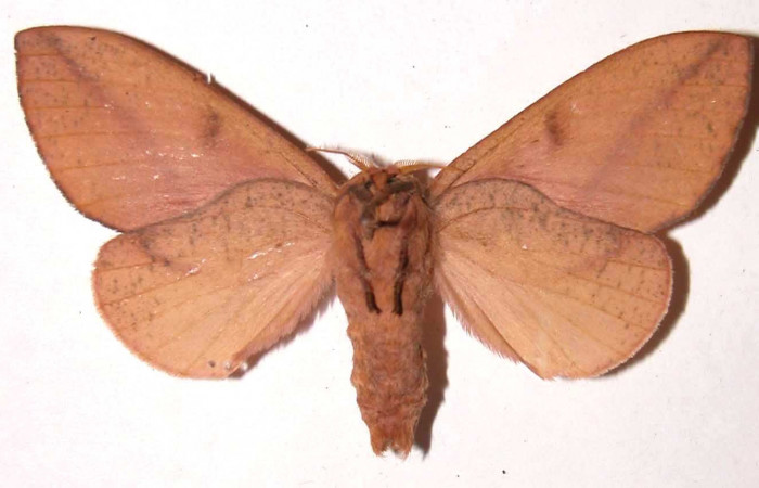 Fg.2. Adulto vista ventral de la hembra <i>Adeloneivaia isara</i> (Saturnidae). Luces Sector Santa Rosa, 300 m. 02-SRNP-35234-DHJ37133.