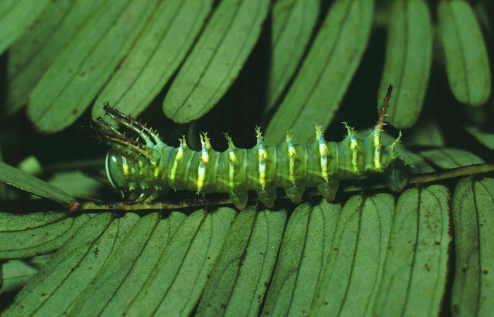 Fg.6. Larva tercer estadio de <i>Adeloneivaia isara</i> (Saturnidae). Luces Sector Santa Rosa, 300 m. 81-SRNP-110-DHJ1854