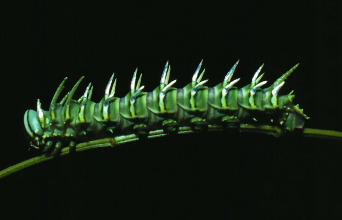 Fg.7. Larva cuarto estadio de <i>Adeloneivaia isara</i> (Saturnidae). Luces Sector Santa Rosa, 300 m. 81-SRNP-110-DHJ1864.
