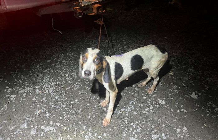 Cacería de tepezcuintle <i>Cuniculus paca</i>, setiembre 2025, sector San Cristóbal, foto: Brigada de Control y Aprovechamiento Forestal (BCAF.PSA)