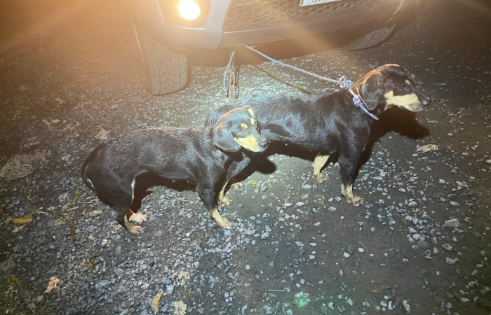 Cacería de tepezcuintle <i>Cuniculus paca</i>, setiembre 2025, sector San Cristóbal, foto: Brigada de Control y Aprovechamiento Forestal (BCAF.PSA)