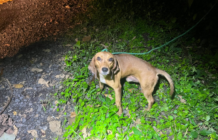 Cacería de tepezcuintle <i>Cuniculus paca</i>, setiembre 2025, sector San Cristóbal, foto: Brigada de Control y Aprovechamiento Forestal (BCAF.PSA)
