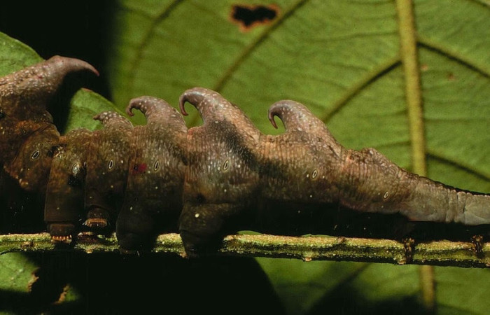 Figura 2. Larva de <i>Nystalea collaris</i> (Notodontidae), en segundoestadío, en la hoja de <i>Psidium guajava</i> (introducido) (13mm), 02/05/2000 vista lateral. Voucher: 00-SRNP-374-DHJ52601.jpg.