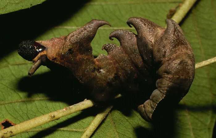 Figura 4. Larva de <i>Nystalea collaris</i> (Notodontidae), en segundo estadío, en la hoja de <i>Psidium guajava</i> (introducido) (13mm), 02/05/2000 vista lateral. Voucher: 00-SRNP-374-DHJ52609.jpg.