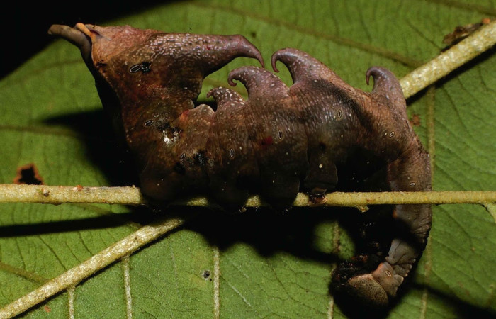 Figura 5. Larva de <i>Nystalea collaris</i> (Notodontidae), en segundo estadío, en la hoja de <i>Psidium guajava</i> (introducido) (13mm), 02/05/2000 vista lateral. Voucher: 00-SRNP-374-DHJ52611.jpg.