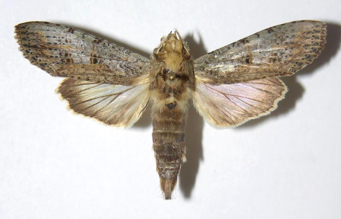 Figura 1. Adulto <i>Nystalea collaris</i> (Notodontidae), posición dorsal. Área de Conservación Guanacaste, Sector Santa Rosa. 04-SRNP-2009D HJ331716.