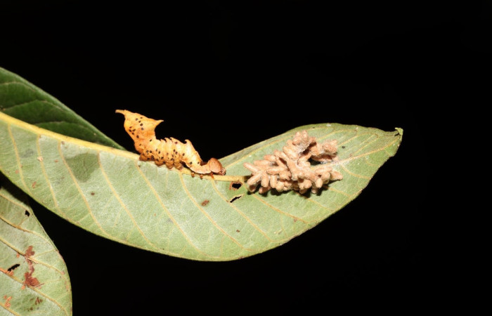 Figura 6. Parásitos de <i>Hypomicrogaster</i> OVRGDHJ03 (Braconidae) de larva de <i>Nystalea collaris</i> (Notodontidae), en último estadios, en al hoja de <i>Psidium guajava</i> (introducido) (13mm), 02/05/2000 vista lateral. Voucher: 23-SRNP-2326-DHJ759682.jpg.