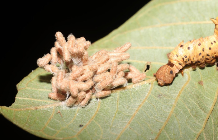 Figura 7. Parásitos de <i>Hypomicrogaster</i> OVRGDHJ03 (Braconidae) de larva de <i>Nystalea collaris</i> (Notodontidae), en último estadio, en al hoja de <i>Psidium guajava</i> (introducido) (13mm), 02/05/2000. Voucher: 23-SRNP-2326-DHJ759683.jpg.