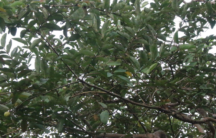 Figura 10. Planta hospedera de <i>Nystalea collaris</i> (Notodontidae), esta planta se llama <i>Psidium guajava</i> (introducido). Estación Biológica Wege, Sector Rincon Rain Forest, foto: Angel Hernandez.