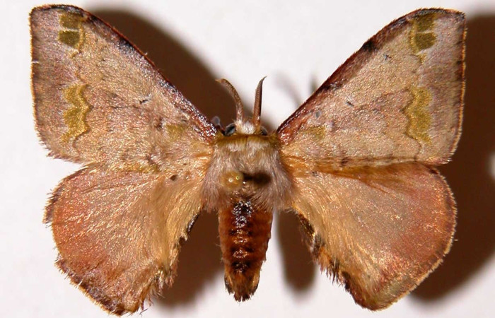 Fig. 14. Adulto macho de <i>Anticla</i> Janzen02, vista dorsal. Voucher: 00-SRNP-10558-DHJ33990