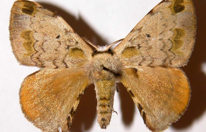 Fig. 16. Adulto de <i>Anticla antica</i>, vista dorsal. Voucher: 01-SRNP-23441-DHJ33986