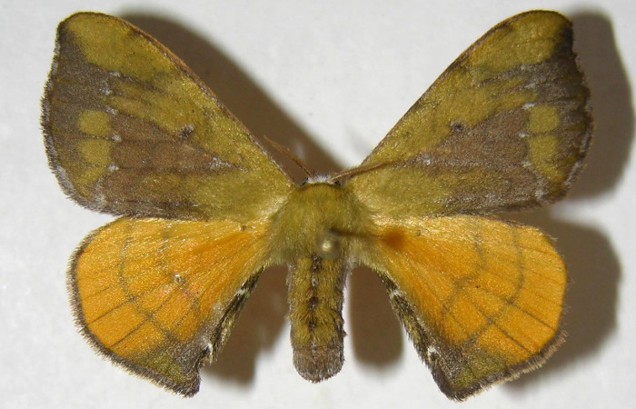 Fig. 20. Adulto de <i>Anticla</i> anticaDHJ04, vista dorsal de hembra. Voucher: 03-SRNP-21407-DHJ358090       