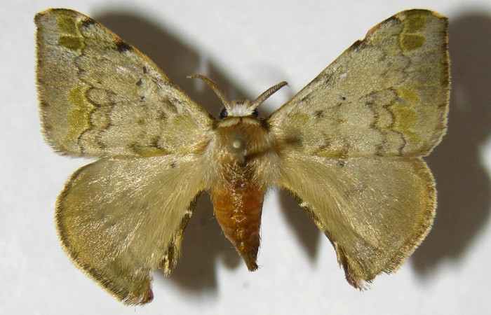 Fig. 12. Adulto macho de <i>Anticla</i> anticaDHJ02, vista dorsal.Voucher: 04-SRNP-35418-DHJ358084