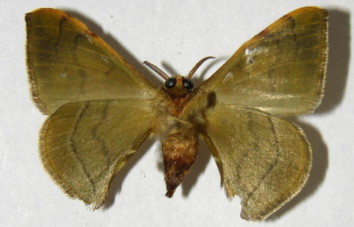 Fig. 13. Adulto macho de <i>Anticla</i> anticaDHJ02, vista ventral.Voucher: 04-SRNP-35418-DHJ358085     