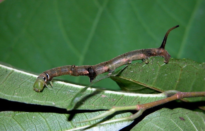 Fig. 4. Larva de <i>Anticla</i> anticaDHJ03, su color es más oscuro casi café, la cabeza no ha cambiado de color porque aún no ha terminado su fase de larva se encuentra PU estadio y se esta alimentando de <i>Pseudolmedia spuria</i> (Moraceae).Voucher: 04-SRNP-42759-DHJ401756.jpg       