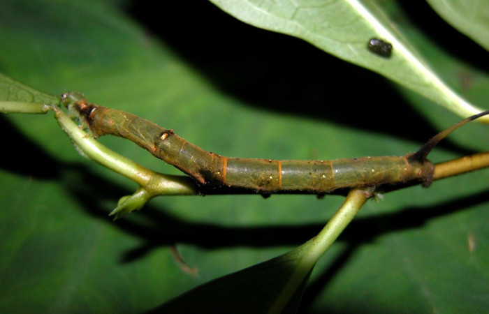 Fig. 5. Larva de <i>Anticla antica</i> está especie ésta debidamente identificada, se alimenta de <i>Clarisia mexicana</i> (Moraceae). Voucheer: 04-SRNP-4305-DHJ402260.jpg.       
