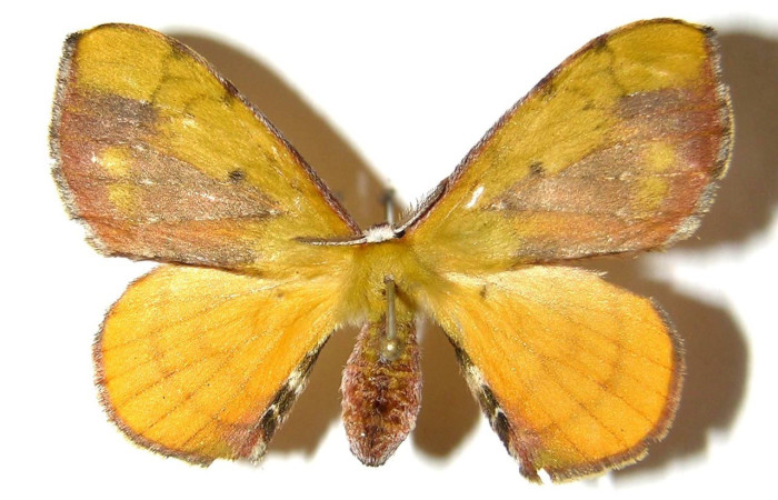 Fig. 18. Adulto hembra de <i>Anticla</i> anticaDHJ03, vista dorsal. Voucher: 04-SRNP-4308.1-DHJ330322