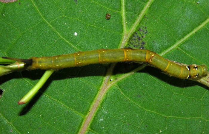 Fig. 3. Vista dorsal de la larva <i>Anticla</i> anticaDHJ03 (Bombycidae), la cual se alimenta de <i>Ficus pertusa</i> (Moraceae). Voucher: 05-SRNP-31655-DHJ404220.jpg       