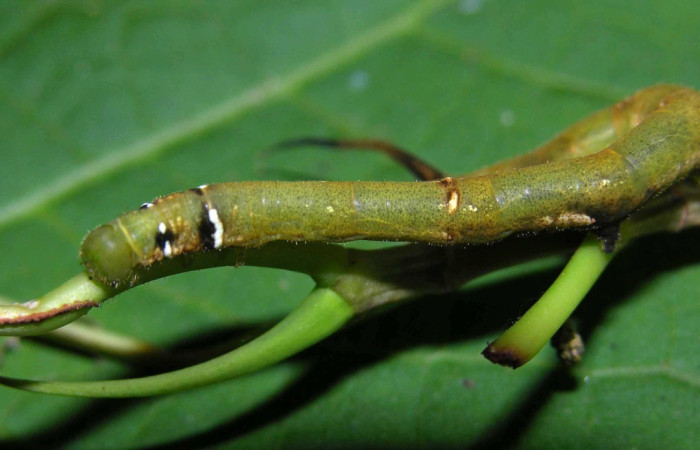 Fi. 8. Larva de <i>Anticla</i> anticaDHJ03. En planta hospedera. Voucher: 05-SRNP-31655-DHJ404222.jpg       