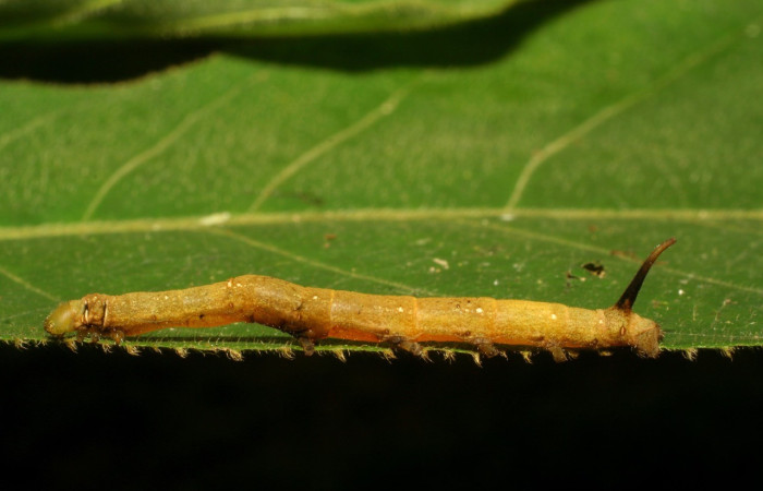 Fig. 7. Vista lateral del tórax de <i>Anticla</i> Janzen01, alimentándose de <i>Castilla elastica</i> (Moraceae).Voucher: 06-SRNP-33762-DHJ416344.jpg    