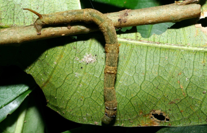 Fig. 2. Vista dorsal de la larva de <i>Anticla</i> anticaDHJ02, en planta hospedera <i>Naucleopsis capirensis</i> (Moraceae). Voucher: 08-SRNP-36066-DHJ441466.jpg       