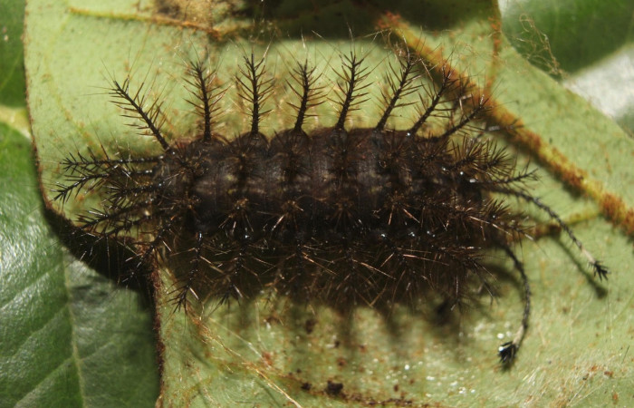 Fig.14 Prepupa <i>Hylesia magdalenex</i>, (Saturniidae), se alimenta <i>Virola koschnyi</i>, (Myristicaceae), mostrando la parte dorsal entero. Voucher: 14-SRNP-71344-DHJ723576.jpg.