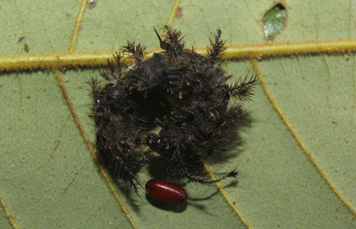 Fig.17 Pupario del parásito  <i>Virola Koschnyi</i>, de la familia Tachinidae, junto al cadáver de larva <i>Hylesia magdalenex</i>, (Saturniidae). Voucher: 14-SRNP-71345-DHJ723645.jpg.