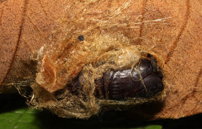 Fig.18 Pupario del parásito <i>Virola Koschnyi</i>, de la familia Tachinidae, junto a cadáver de larva <i>Hylesia magdalenex</i>, (Saturniidae) <i>Belvosia</i> Woodley03B. Voucher: 14-SRNP-71347-DHJ721366.jpg.