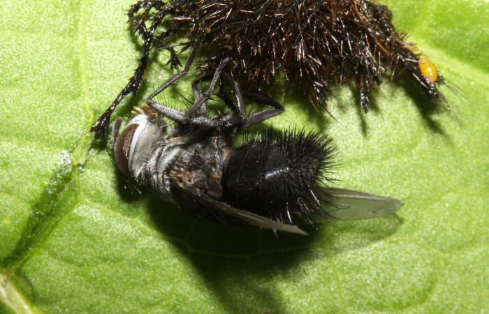 Fig.19 Mosca parásita <i>Leschenaultia</i> Wood15, recien eclosionada, de la familia (Tachinidae); junto a restos de larva, <i>Hylesia magdalenex</i>, (Saturniidae). Voucher: 14-SRNP-71386-DHJ721175.jpg.