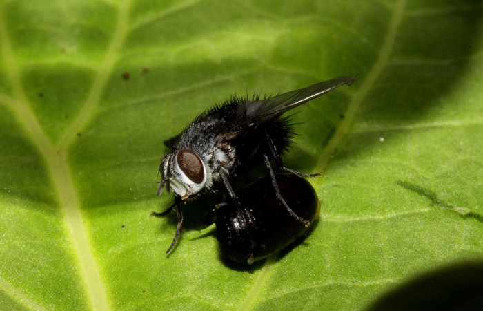 Fig.20 Mosca parásita <i>Leschenaultia</i> Wood15, eclosionada, un poco más dura, de la familia (Tachinidae); junto a restos de larva, <i>Hylesia magdalenex</i>, (Saturniidae). Voucher: 14-SRNP-71386-DHJ721177.jpg.

