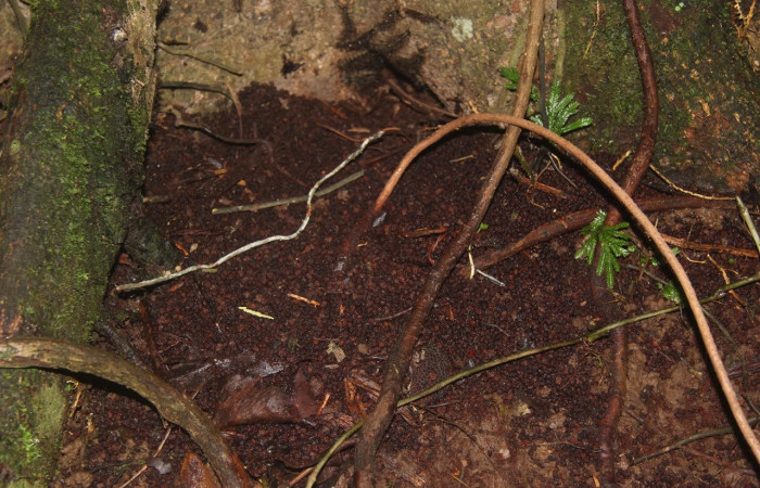 Fig.9 Larvas en la corteza del árbol <i>Hylesia magdalenex</i>, (Saturniidae), se alimenta <i>Virola koschnyi</i>, (Myristicaceae), mostrando la parte dorsal entero. Voucher: 14-SRNP-71344-DHJ723527.jpg.