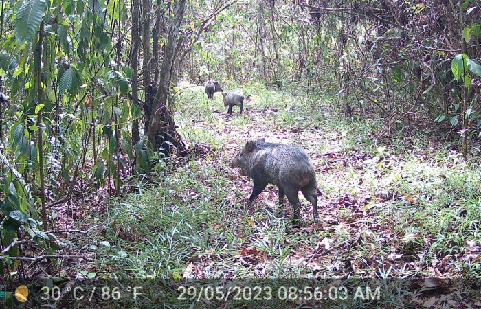 Figura. 4. Saíno <i>Dicotyles tajacu</i> (Tayassuidae), foto captada por cámara trampa, 29 Mayo 2023, en Estación Biológica Botarrama, Sector Rincón Rain Forest, Area de Conservación Guanacaste (ACG) (160m). Foto: DSCF0051.jpg.
