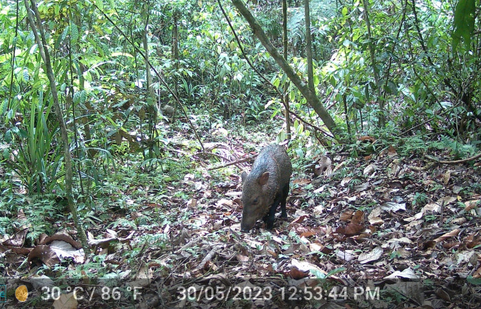 Figura. 1. Saíno <i>Dicotyles tajacu</i> (Tayassuidae), foto captada por cámara trampa, 30 Mayo 2023, en Estación Biológica Botarrama, Sector Rincón Rain forest, Area de Conservación Guanacaste (ACG) (160m). Foto:DSCF0177.jpg.
