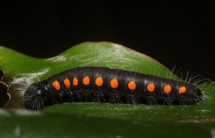 Figura 1. <i>Creonpyge</i> creonDHJ02, (Hesperiidae), tercer estadio, vista lateral.  Sector Santa María Voucher 15-SRNP-30170-DHJ803564.jpg.