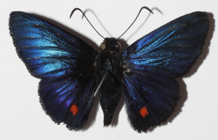 Figura 18. Adulto de <i>Creonpyge</i> creonDHJ02 (Hesperiidae), vistal dorsal, Voucher 15-SRNP-30170-DHJ907768.jpg.