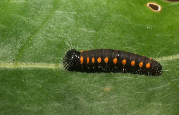 Figura 4. Casita de <i>Creonpyge</i> creonDHJ02 (Hesperiidae) larva en segundo estadio, posición lateral. Voucher 15-SRNP-30172-DHJ803569.jpg.