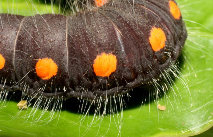Figura 8. <i>Creonpyge</i> creonDHJ02 (Hesperiidae) último estadio, posición frontal. Estación Cacao. Voucher 16-SRNP-35110-DHJ709611.jpg.
