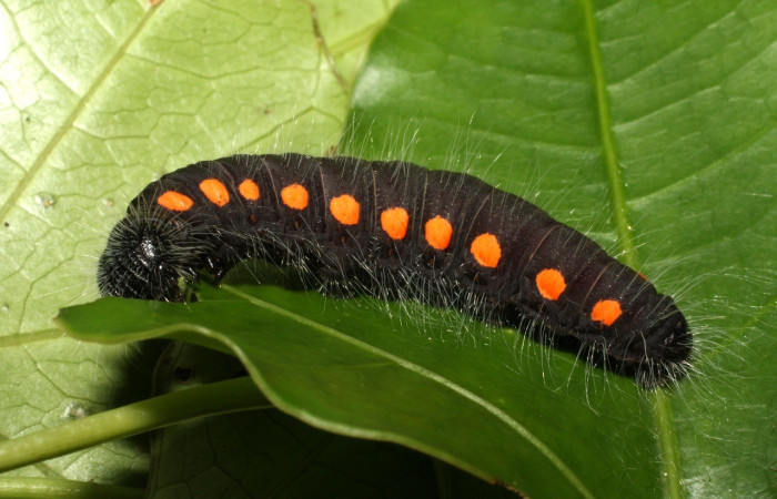 Figura 6. <i>Creonpyge</i> creonDHJ02 (Hesperiidae) último estadio, posición lateral. Estación Cacao. Voucher 16-SRNP-35110-DHJ709615.jpg.