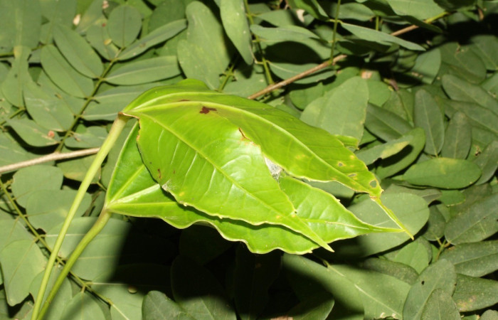 Figura 10. Casita con hojas de la planta hospedera de <i>Creonpyge</i> creonDHJ02 (Hesperiidae). Voucher 16-SRNP-35181-DHJ709632.jpg.