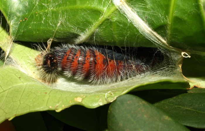 Figura 11. Pupa de <i>Creonpyge</i> creonDHJ02 (Hesperiidae), posición lateral. Voucher 16-SRNP-35181-DHJ709634.jpg.