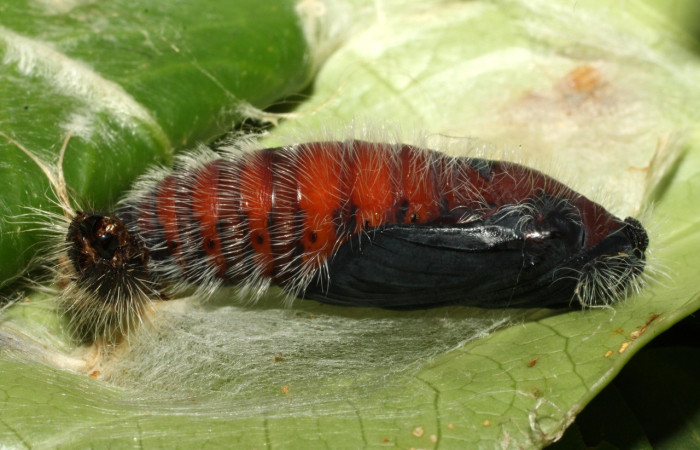 Figura 12. Pupa de <i>Creonpyge</i> creonDHJ02 (Hesperiidae), posición lateral. Voucher 16-SRNP-35181-DHJ709636.jpg.