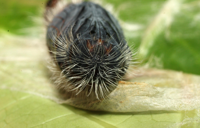 Figura 14. Pupa de <i>Creonpyge</i> creonDHJ02 (Hesperiidae), posición frontal. Voucher 16-SRNP-35181-DHJ709638.jpg.