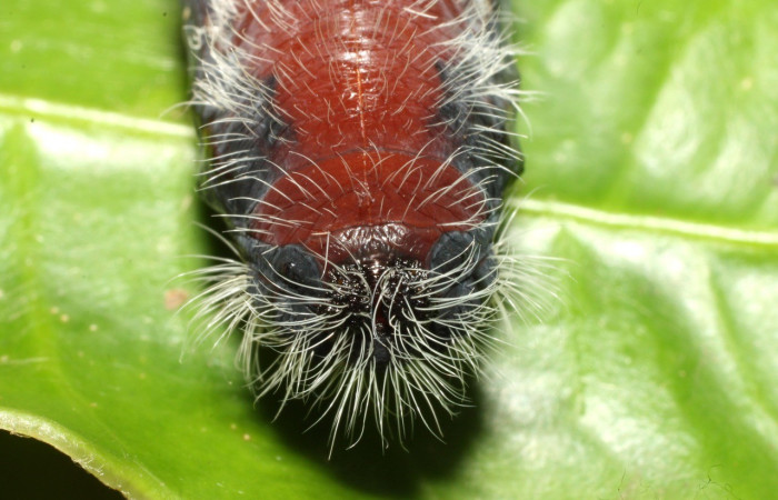 Figura 16. Pupa de <i>Creonpyge</i> creonDHJ02 (Hesperiidae), posición frontal dorsal, Voucher 16-SRNP-35181-DHJ709644.jpg.