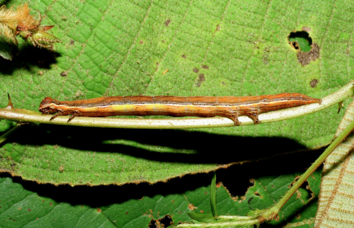 <i>Lesmone formularis</i> (Erebidae)

Larva de<i>Lesmone formularis</i> (Erebidae), último estadío, alimentandose de la planta hospedera <i>Mimosa quadrivalvis</i> (Fabaceae).
