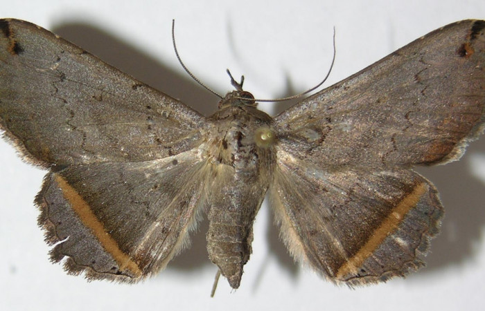 Figura 1. Vista dorsal <i>Lesmone formularis</i> (Erebidae) envergadura alar 35 mm. Voucher: 09-SRNP-76232-DHJ522554.jpg.